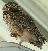 Burrowing Owl