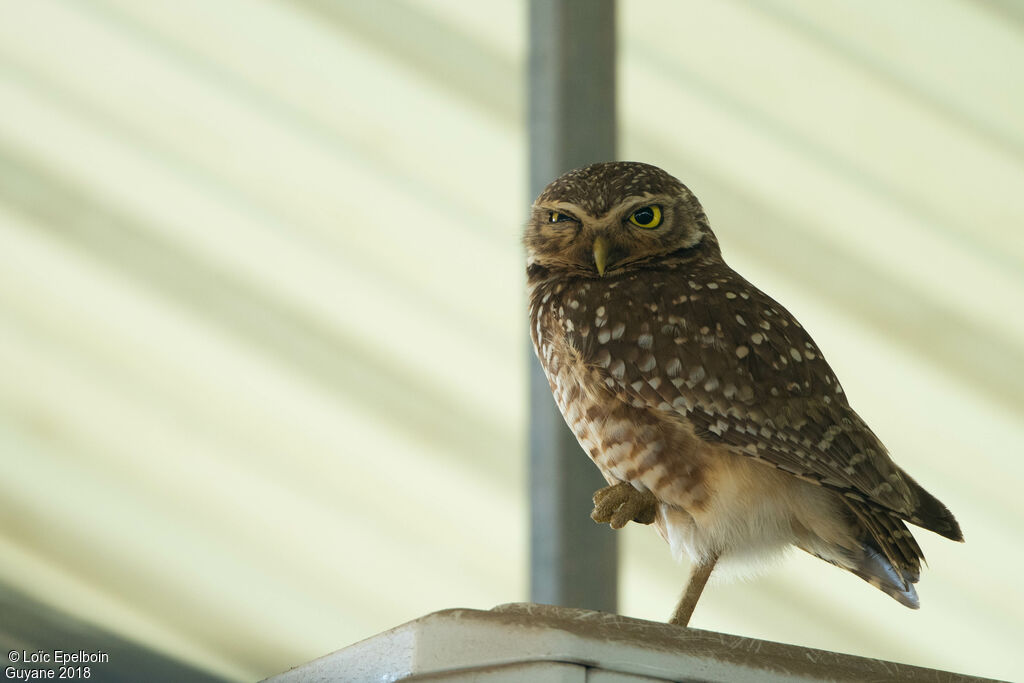 Burrowing Owl