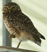 Burrowing Owl