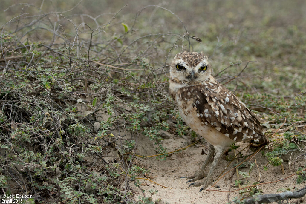 Burrowing Owl