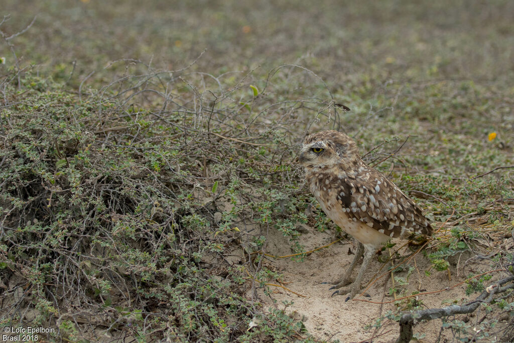 Burrowing Owl