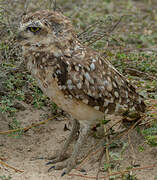 Burrowing Owl