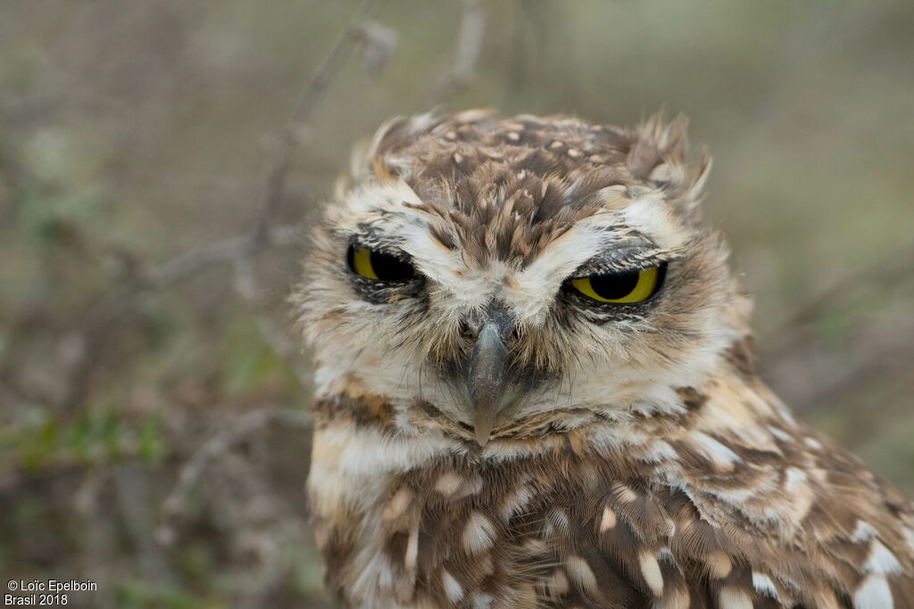 Burrowing Owl