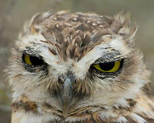 Burrowing Owl