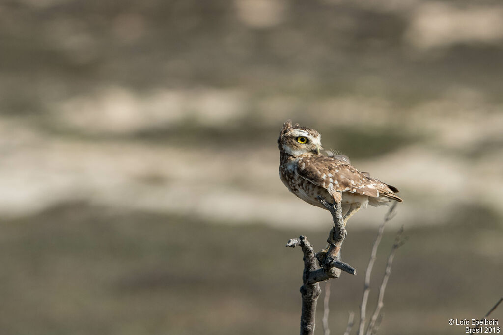 Burrowing Owl