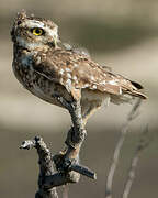 Burrowing Owl