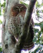 Cuban Pygmy Owl