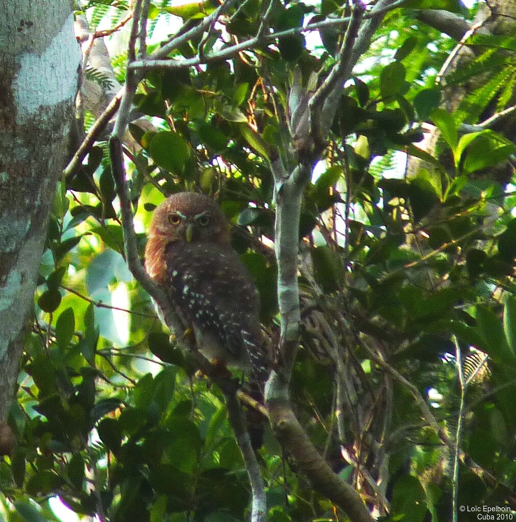 Cuban Pygmy Owl