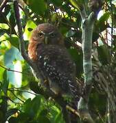 Cuban Pygmy Owl