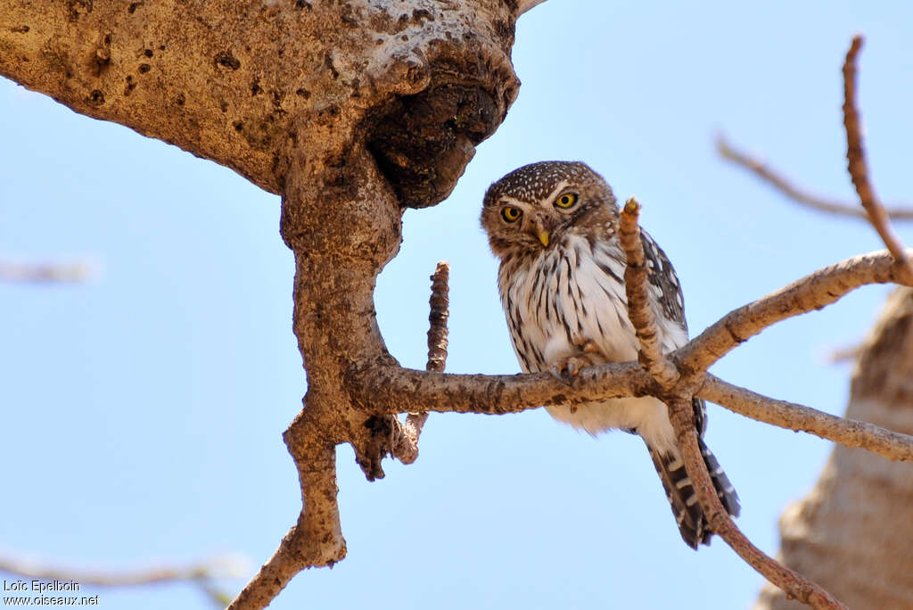 Pearl-spotted Owletadult, Behaviour