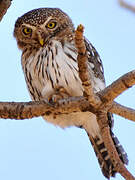 Pearl-spotted Owlet