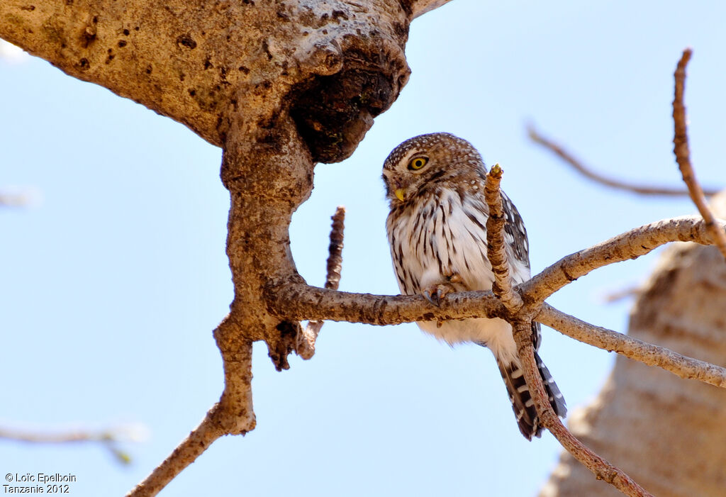 Pearl-spotted Owlet