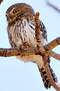 Pearl-spotted Owlet