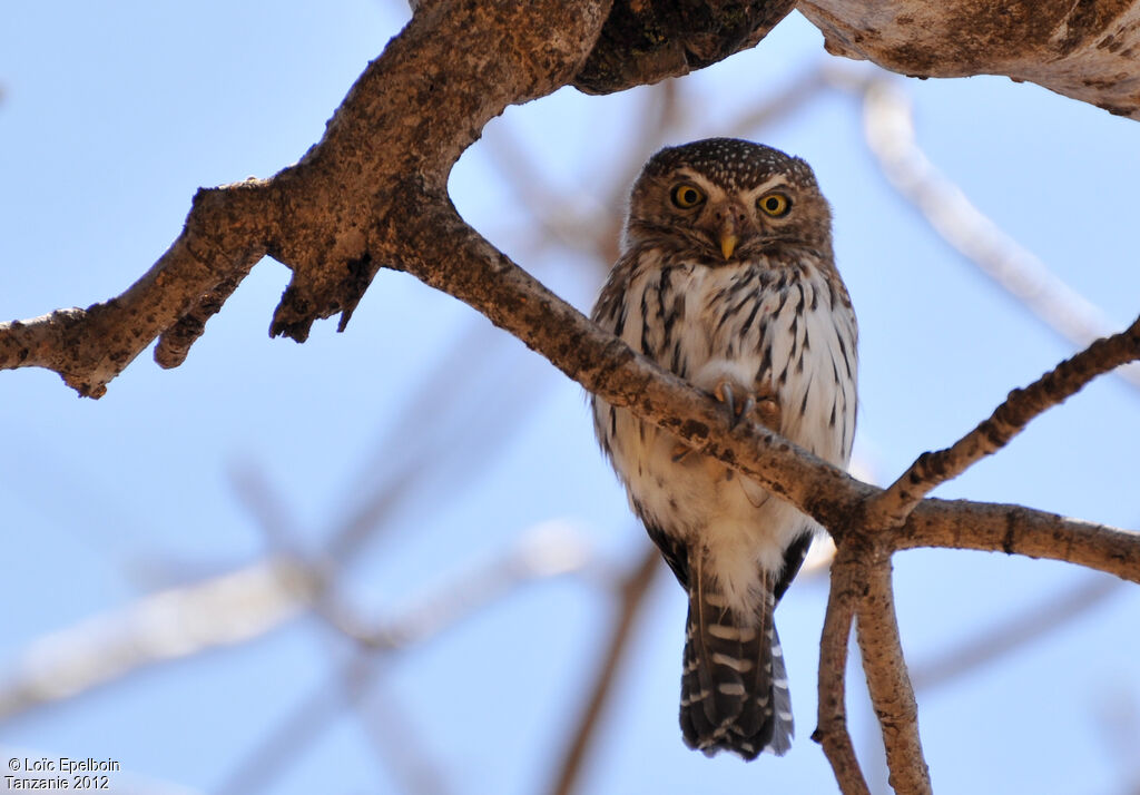 Pearl-spotted Owlet