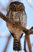 Pearl-spotted Owlet