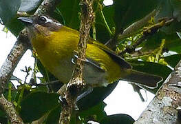 Common Chlorospingus