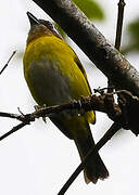 Common Chlorospingus
