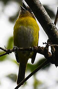 Common Chlorospingus