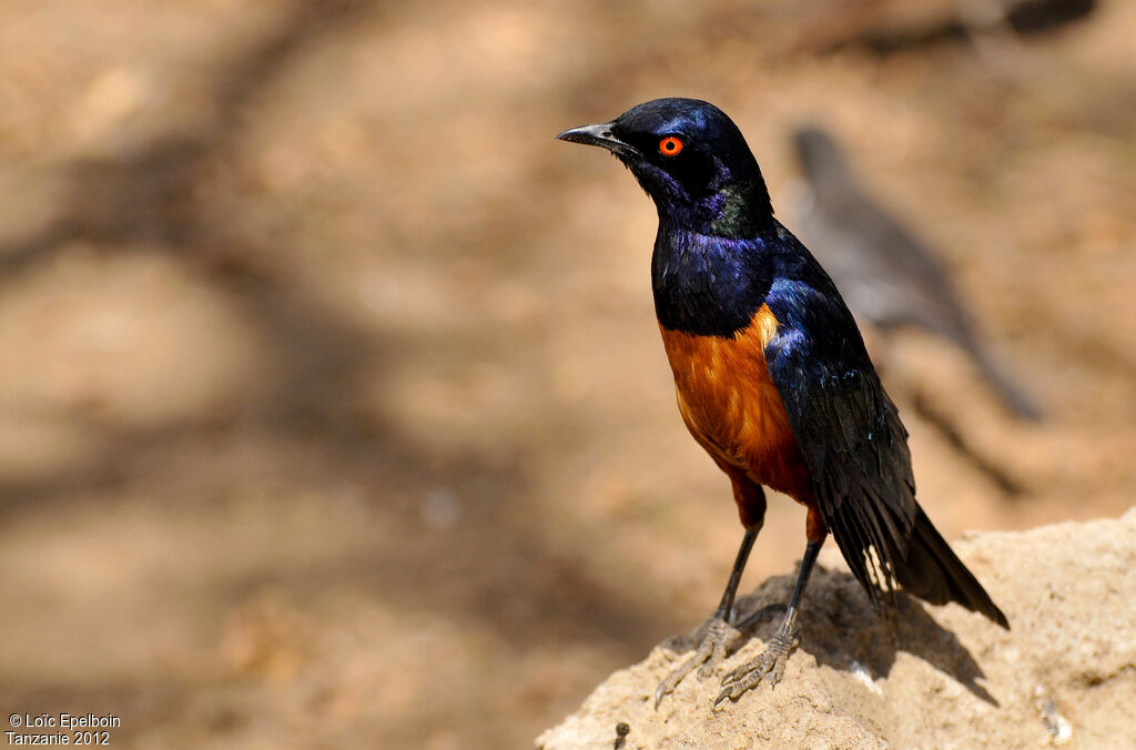 Hildebrandt's Starling