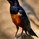 Choucador de Hildebrandt