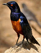 Hildebrandt's Starling