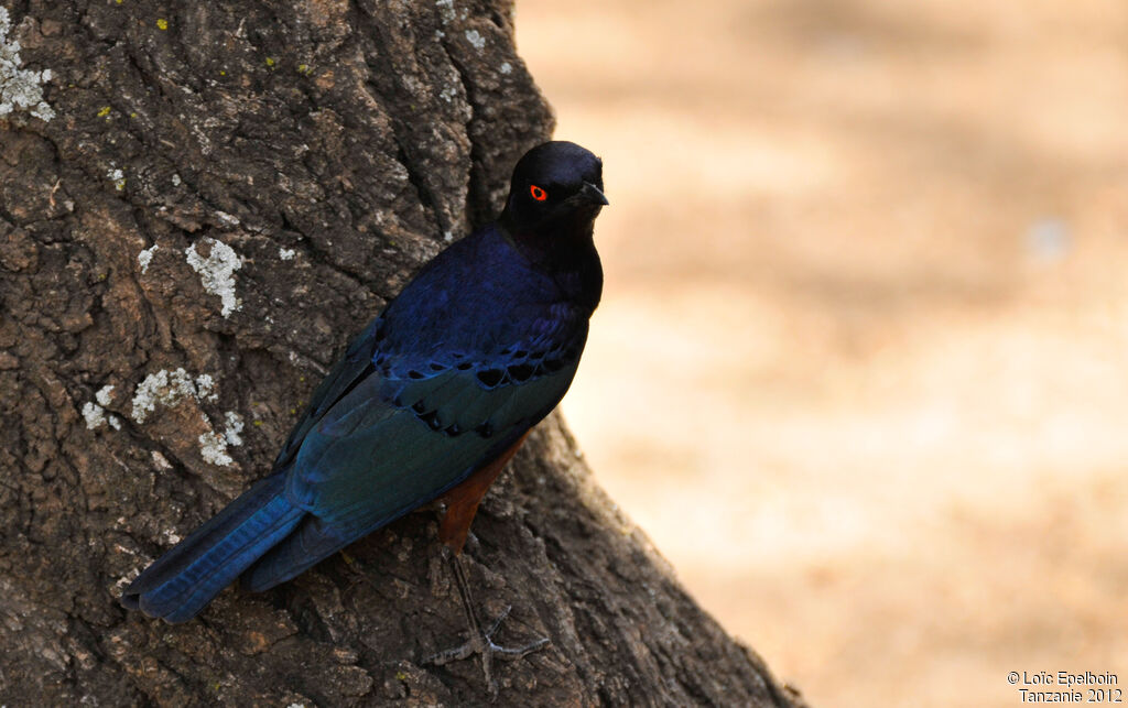 Hildebrandt's Starling