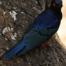 Choucador de Hildebrandt