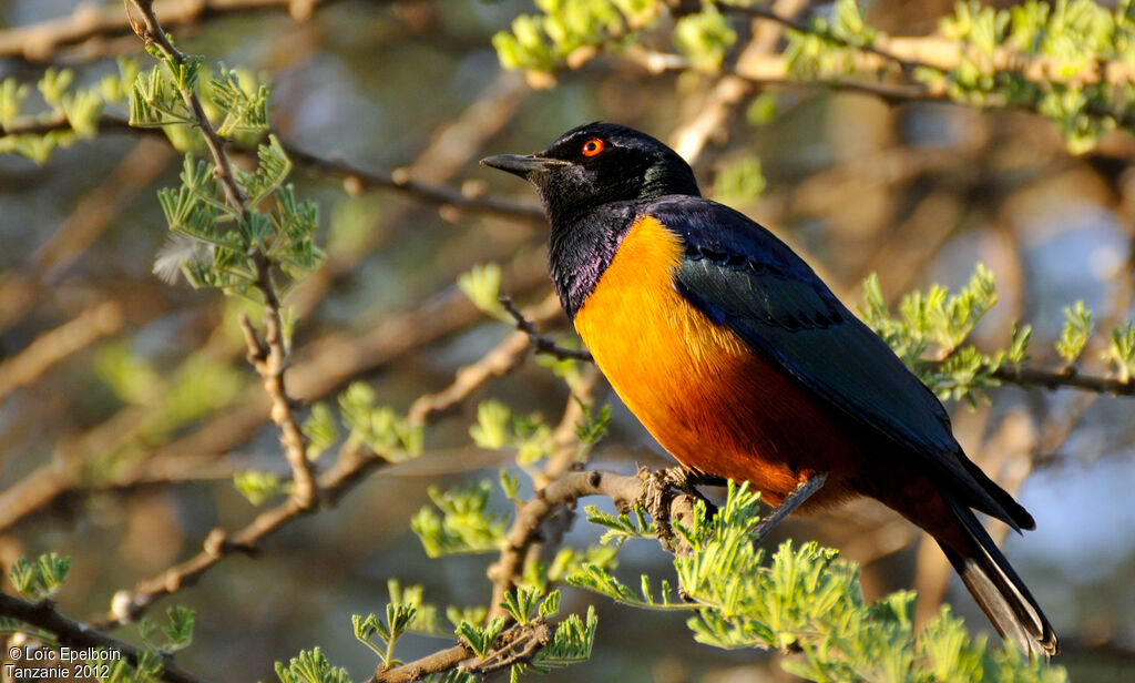 Hildebrandt's Starling