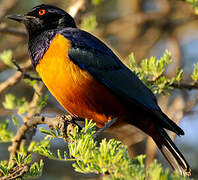 Hildebrandt's Starling