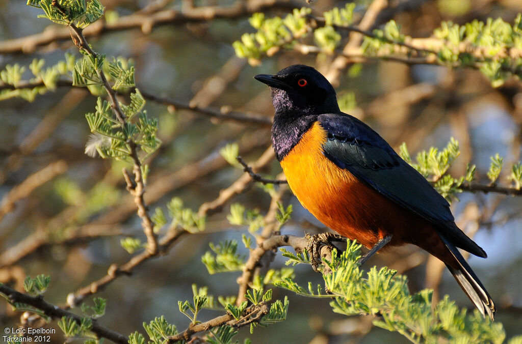 Hildebrandt's Starling