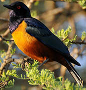 Hildebrandt's Starling