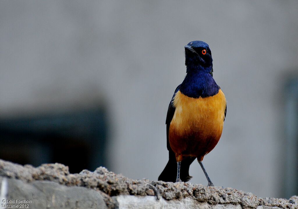 Hildebrandt's Starling