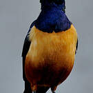 Choucador de Hildebrandt
