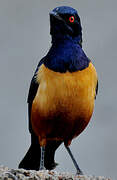 Hildebrandt's Starling