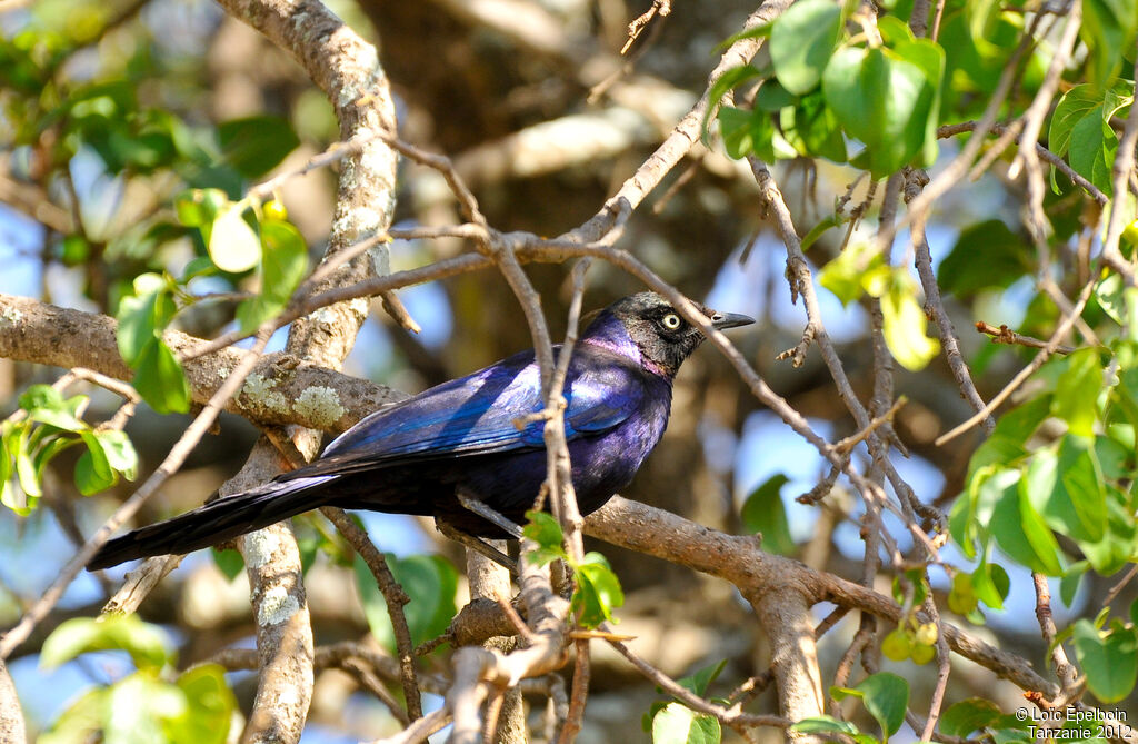 Rüppell's Starling