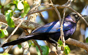 Rüppell's Starling