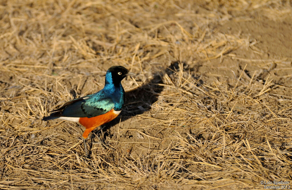 Superb Starling