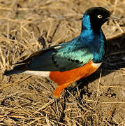 Superb Starling