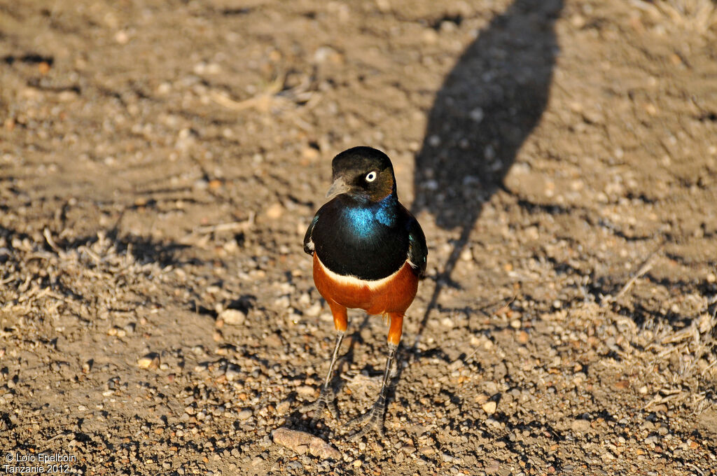 Superb Starling