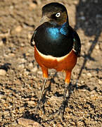 Superb Starling