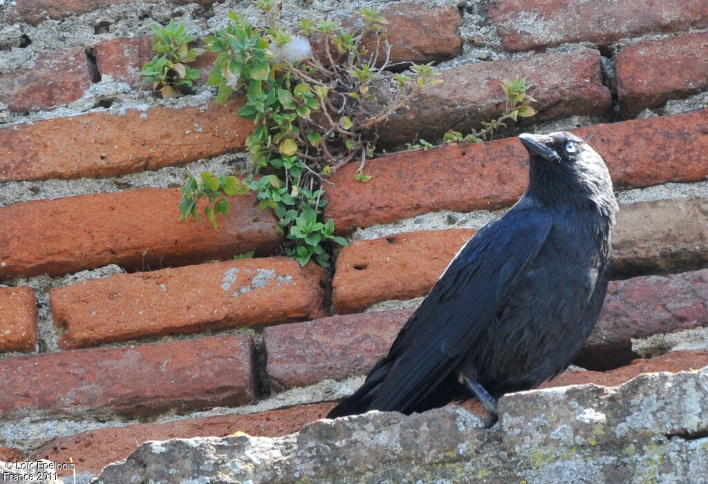 Western Jackdaw