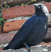 Western Jackdaw