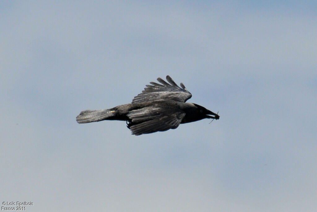 Western Jackdaw