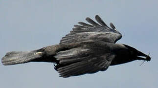 Western Jackdaw