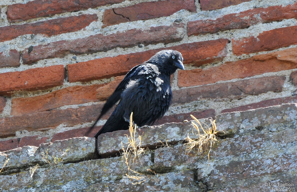 Western Jackdaw