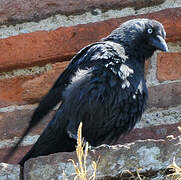 Western Jackdaw