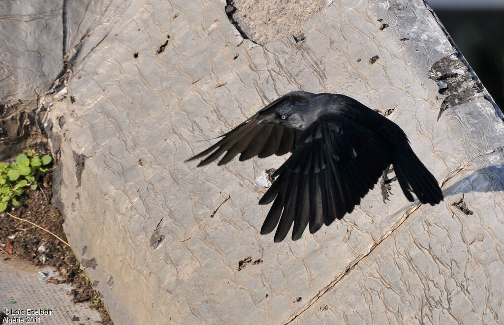 Western Jackdaw