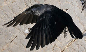 Western Jackdaw