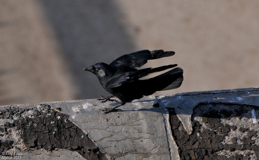 Western Jackdaw