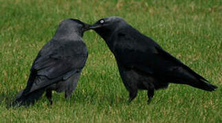 Western Jackdaw